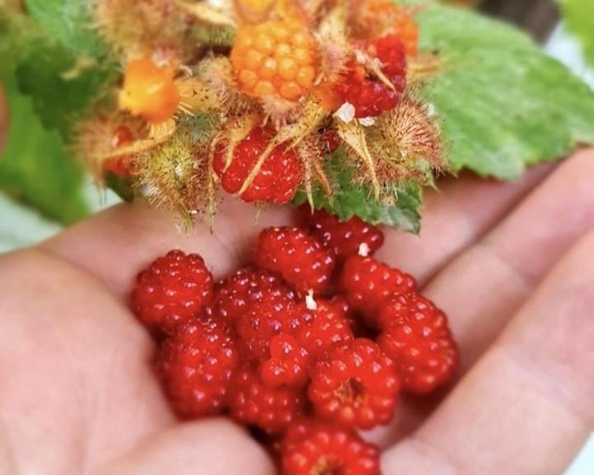Van'da görev yapan doktor bir ilke imza attı! Bahçesinde yetiştirdiği meyveler görenleri şaşkına çeviriyor