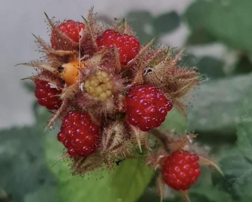 Van'da görev yapan doktor bir ilke imza attı! Bahçesinde yetiştirdiği meyveler görenleri şaşkına çeviriyor