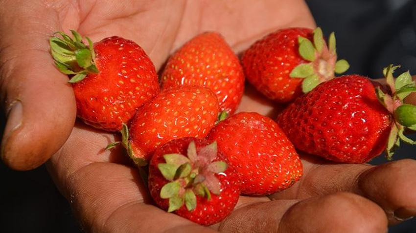 Muş'ta 30 yıllık hasret sona erdi! Köylerine dönen aileler ektikleri ürünleri hasat etmeye başladı