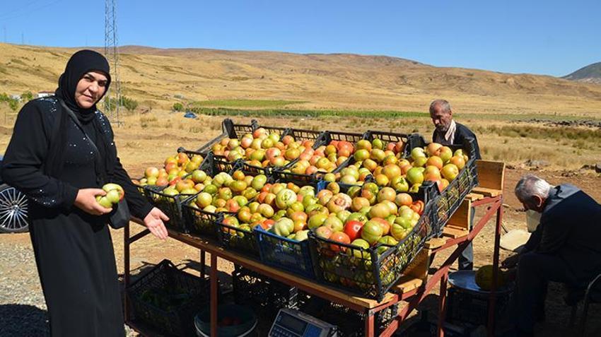 Muş'ta 30 yıllık hasret sona erdi! Köylerine dönen aileler ektikleri ürünleri hasat etmeye başladı