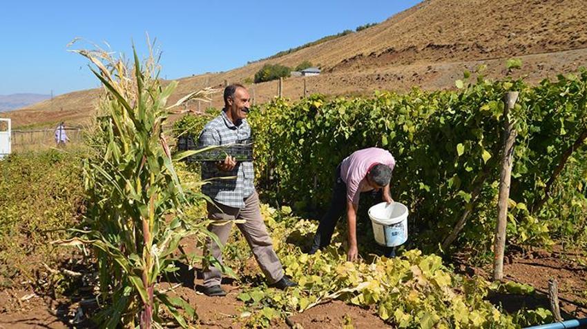 Muş'ta 30 yıllık hasret sona erdi! Köylerine dönen aileler ektikleri ürünleri hasat etmeye başladı