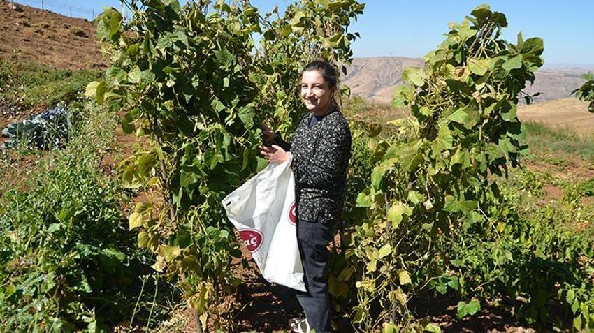 Muş'ta 30 yıllık hasret sona erdi! Köylerine dönen aileler ektikleri ürünleri hasat etmeye başladı