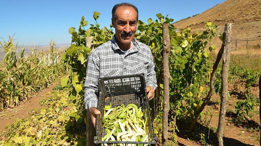 Muş'ta 30 yıllık hasret sona erdi! Köylerine dönen aileler ektikleri ürünleri hasat etmeye başladı