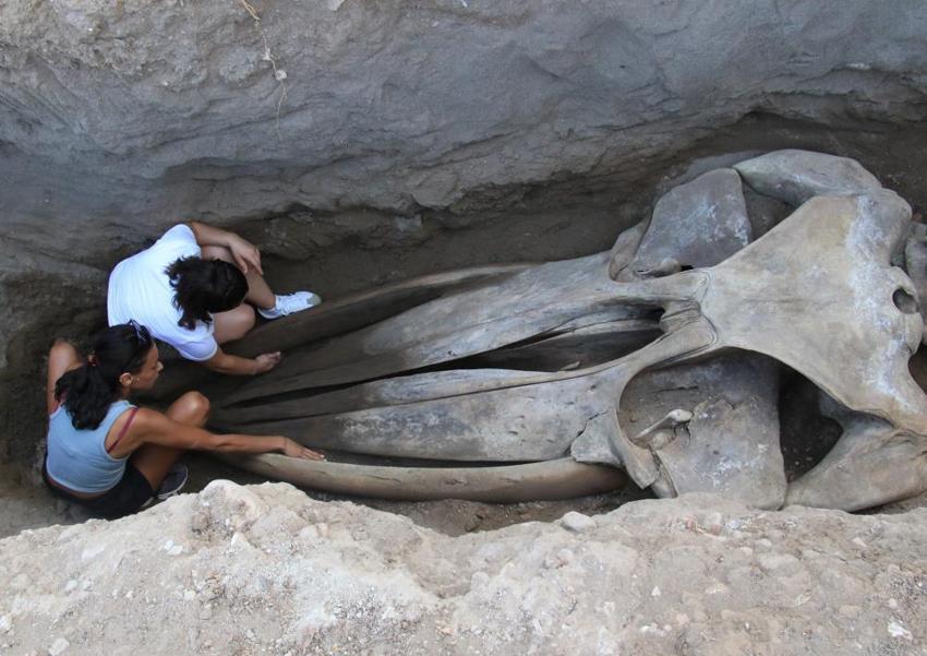 Mersin'de heyecanlandıran keşif! Toprağın altından çıkan dev iskelet şaşkına çevirdi