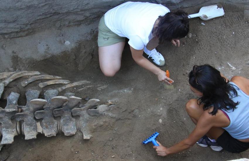 Mersin'de heyecanlandıran keşif! Toprağın altından çıkan dev iskelet şaşkına çevirdi