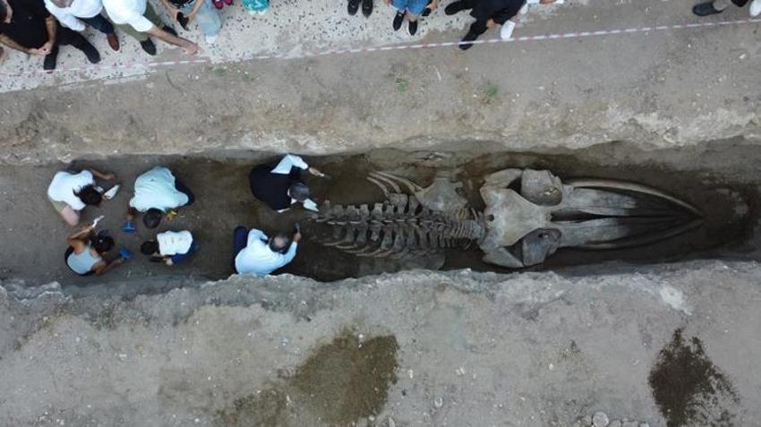 Mersin'de heyecanlandıran keşif! Toprağın altından çıkan dev iskelet şaşkına çevirdi