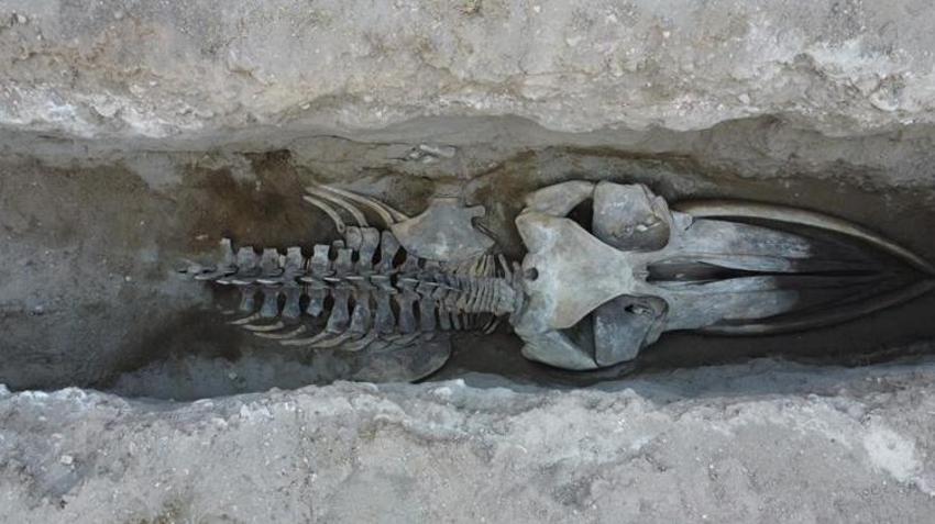 Mersin'de heyecanlandıran keşif! Toprağın altından çıkan dev iskelet şaşkına çevirdi