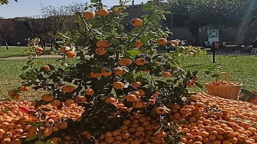 Dağlardan toplanıyor, tezgahlarda yok satıyor! Kilosu 150 TL! Faydaları saymakla bitmiyor!