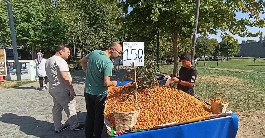 Dağlardan toplanıyor, tezgahlarda yok satıyor! Kilosu 150 TL! Faydaları saymakla bitmiyor!