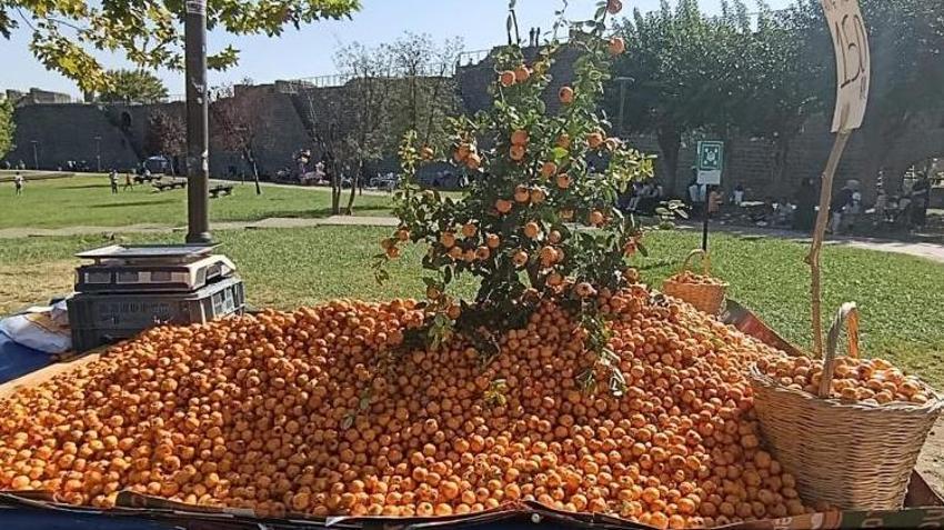 Dağlardan toplanıyor, tezgahlarda yok satıyor! Kilosu 150 TL! Faydaları saymakla bitmiyor!