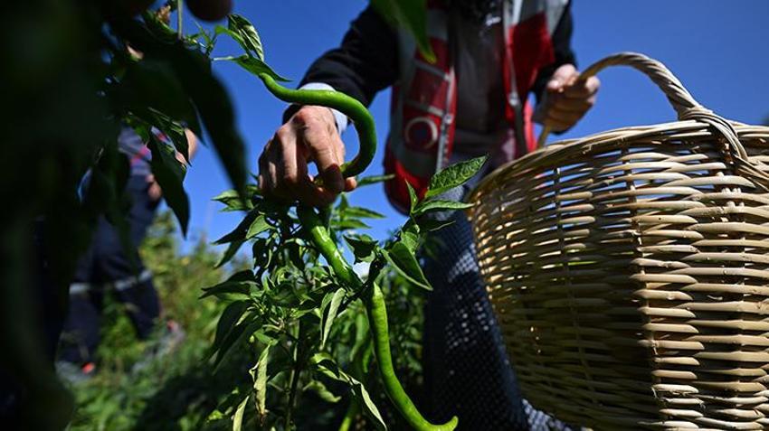Atıl arazilerle hayatları değişti! Şimdi hem üretiyor hem de para kazanıyorlar