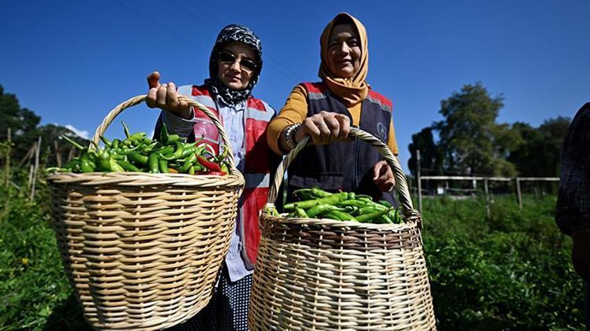 Atıl arazilerle hayatları değişti! Şimdi hem üretiyor hem de para kazanıyorlar