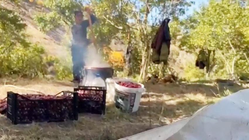 Ardahan'da festival eşliğinde hasat başladı! Meşhur ürün bölgeye bereket getirdi