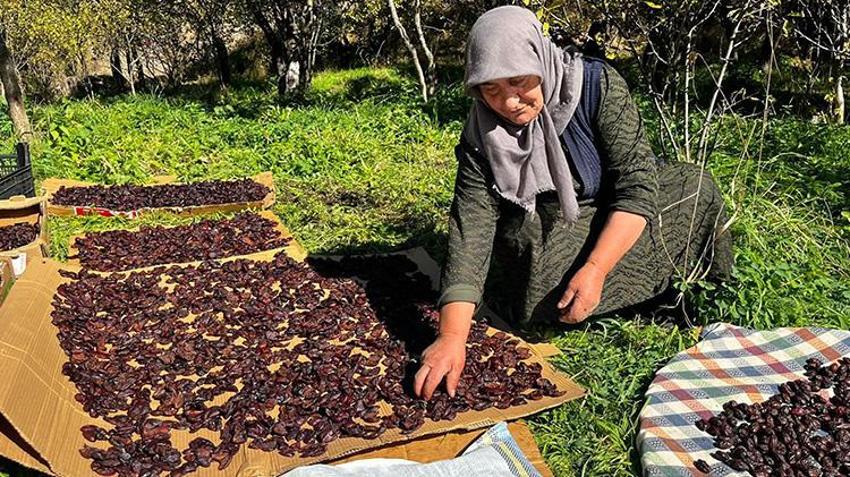 Ardahan'da festival eşliğinde hasat başladı! Meşhur ürün bölgeye bereket getirdi