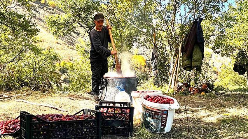 Ardahan'da festival eşliğinde hasat başladı! Meşhur ürün bölgeye bereket getirdi
