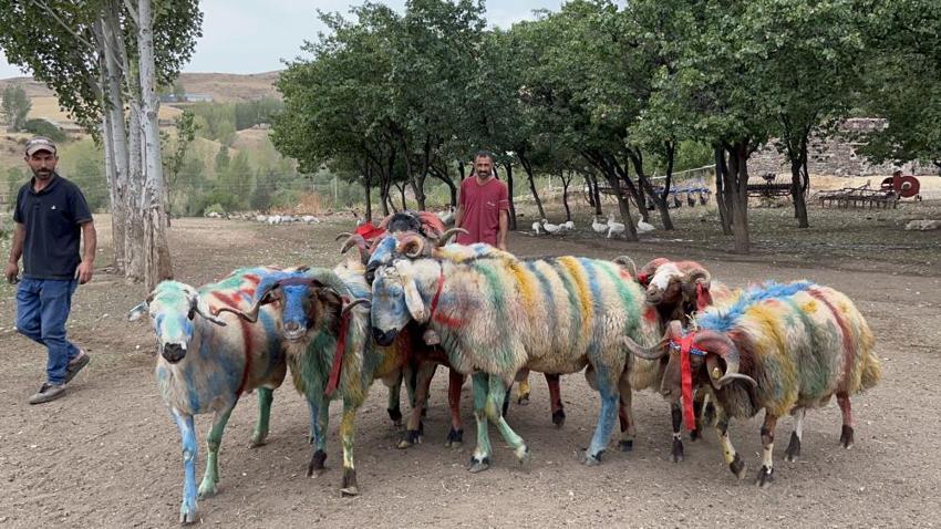 Kars'ta renkli görüntüler: Bahar doğumları için asırlık koç katım geleneği devam ediyor!
