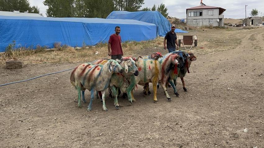 Kars'ta renkli görüntüler: Bahar doğumları için asırlık koç katım geleneği devam ediyor!