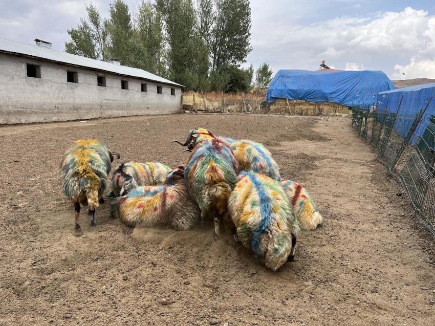 Kars'ta renkli görüntüler: Bahar doğumları için asırlık koç katım geleneği devam ediyor!