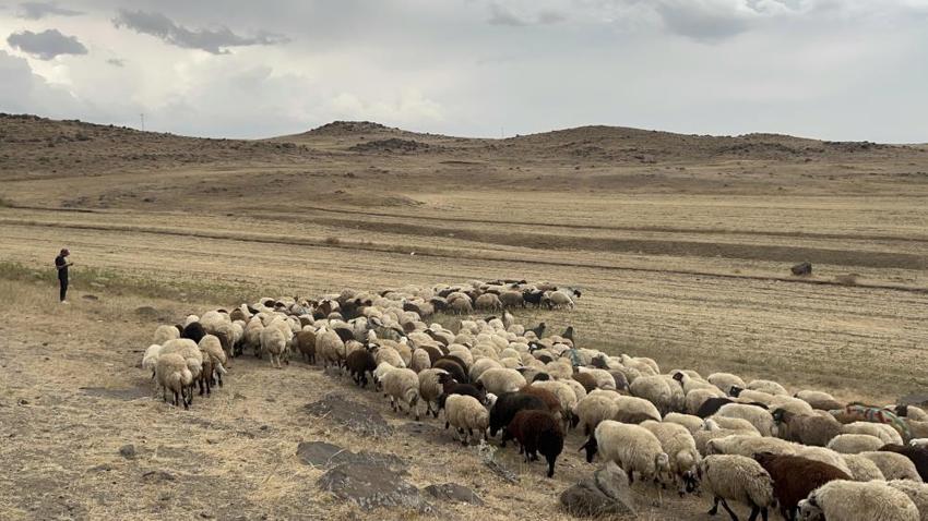 Kars'ta renkli görüntüler: Bahar doğumları için asırlık koç katım geleneği devam ediyor!