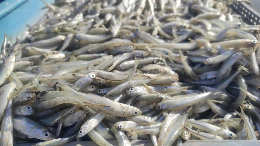 Yozgat Çekerek Barajı'nda hummalı mesai: Gümüş balığı av sezonu başladı!