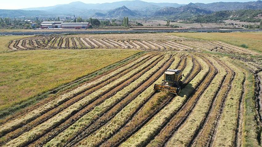 Beyaz altında hasat başladı! Rekolte düştü, talep patladı