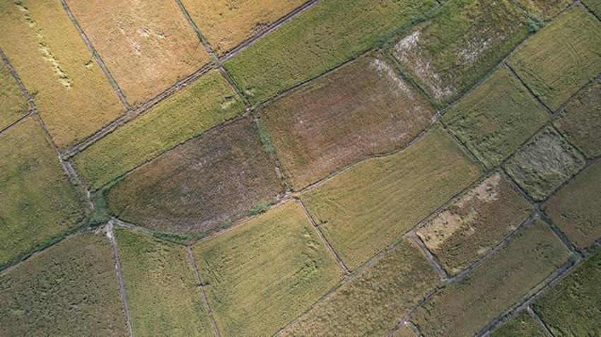 Beyaz altında hasat başladı! Rekolte düştü, talep patladı