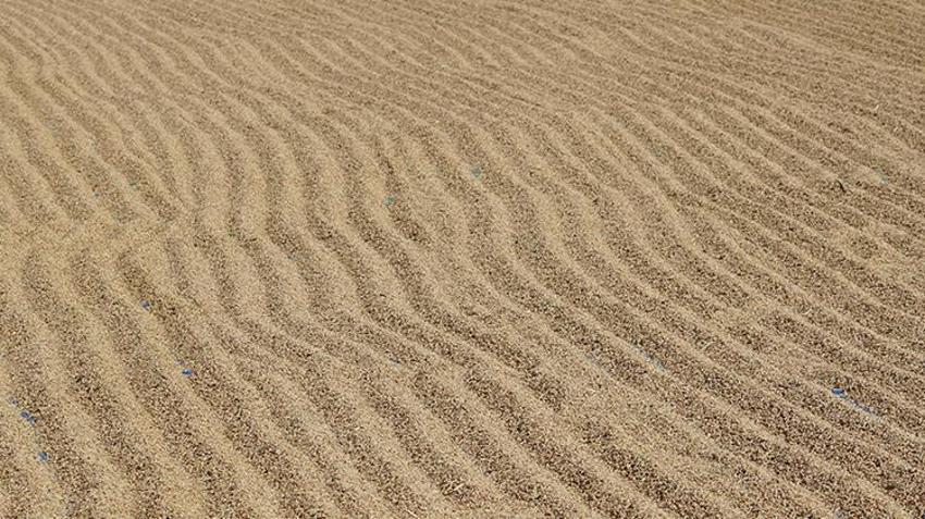 Beyaz altında hasat başladı! Rekolte düştü, talep patladı