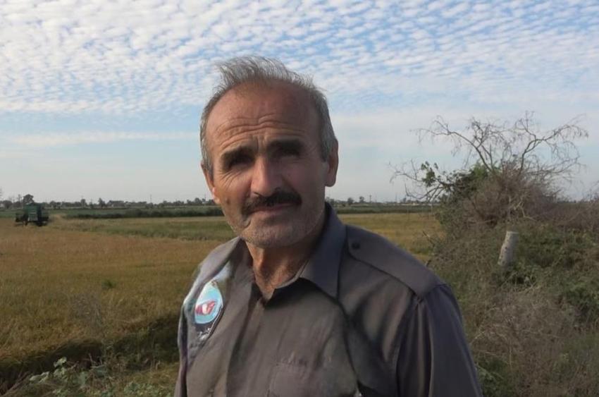 Samsun'da 'beyaz altın' hasadı devam ediyor! Fiyatı, kalitesi ve rekoltesiyle çiftçinin yüzünü güldürdü