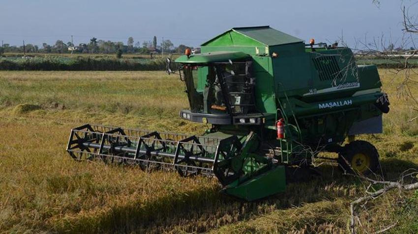 Samsun'da 'beyaz altın' hasadı devam ediyor! Fiyatı, kalitesi ve rekoltesiyle çiftçinin yüzünü güldürdü