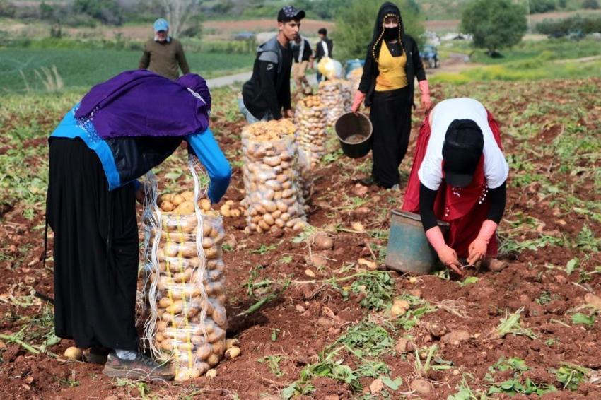 Erzincan'da 600 lira yevmiyeyle zorlu hasat başladı! Verim yüzde 30 düştü