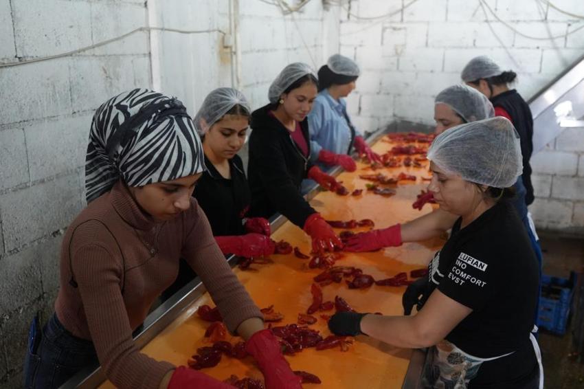 Gaziantep'te kışlık 'acı mesaisi' başladı: Kadınlar günde 30 ton biberi salçaya çeviriyor, ev ekonomisine katkı sağlıyor!