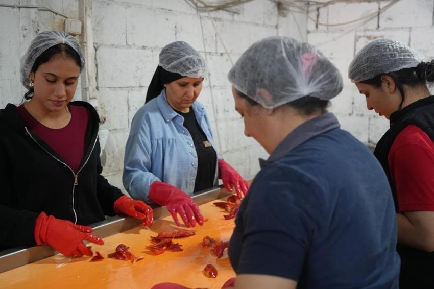Gaziantep'te kışlık 'acı mesaisi' başladı: Kadınlar günde 30 ton biberi salçaya çeviriyor, ev ekonomisine katkı sağlıyor!