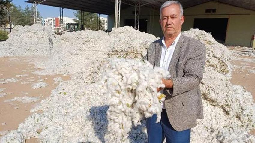 Gaziantep'te hasat başladı, çiftçi zararda! Pamuk üreticisi maliyetle baş edemiyor