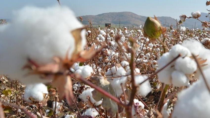Gaziantep'te hasat başladı, çiftçi zararda! Pamuk üreticisi maliyetle baş edemiyor