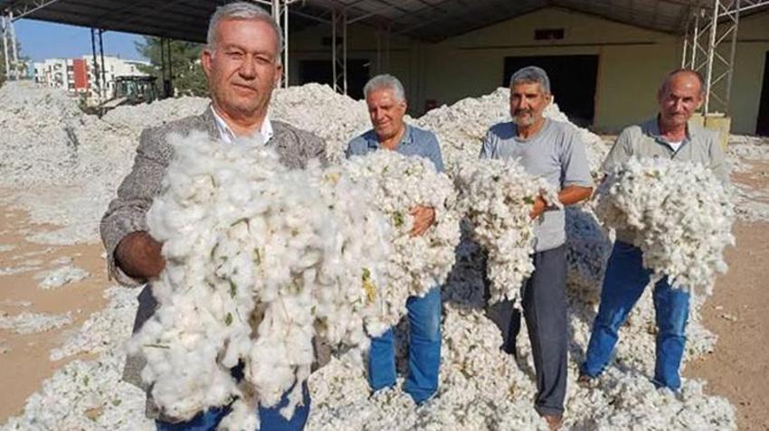 Gaziantep'te hasat başladı, çiftçi zararda! Pamuk üreticisi maliyetle baş edemiyor
