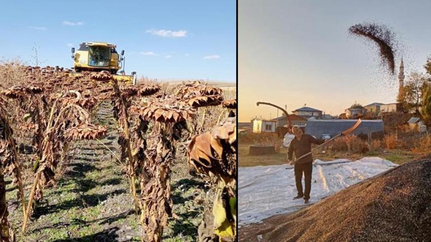 Yüzde 75 hibe ile ekildi! Kars'ta ayçiçeği hasadından alınan verim yüz güldürdü!