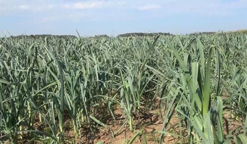 Bafra Ovası'nda hasat bitti ekim başladı! 100 bin dekarlık alanda kışa hazırlık için ilk adım atıldı