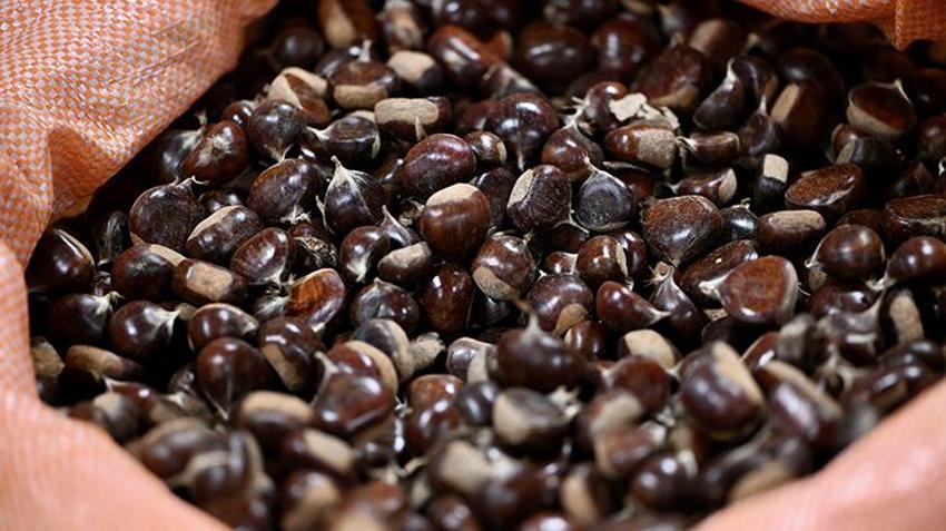 Düzce'de sezon açıldı: Kilosu 400 liraya satışa çıktı, İstanbul'dan Antalya'ya herkes bu lezzetin peşinde!