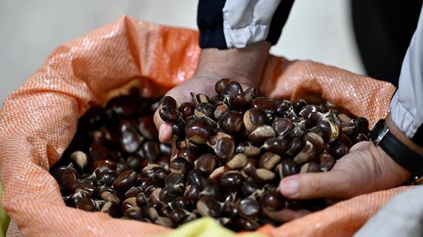 Düzce'de sezon açıldı: Kilosu 400 liraya satışa çıktı, İstanbul'dan Antalya'ya herkes bu lezzetin peşinde!