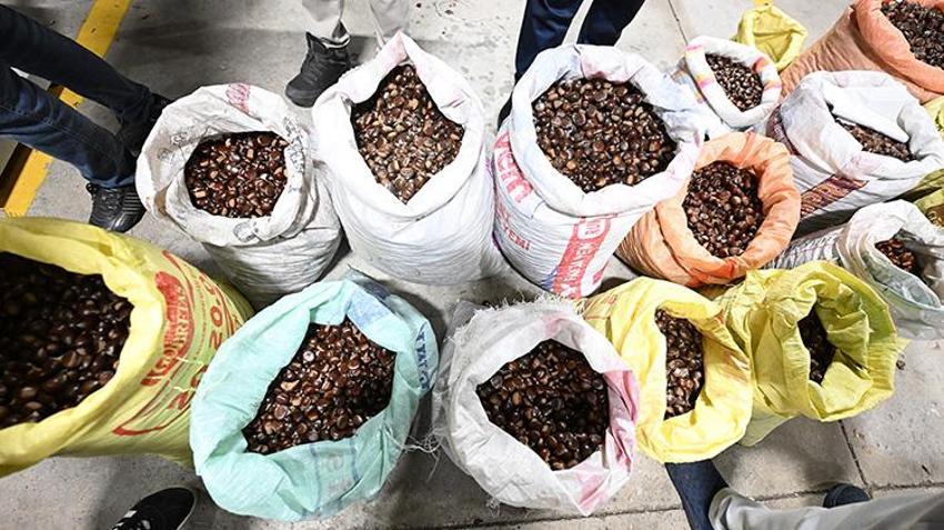 Düzce'de sezon açıldı: Kilosu 400 liraya satışa çıktı, İstanbul'dan Antalya'ya herkes bu lezzetin peşinde!