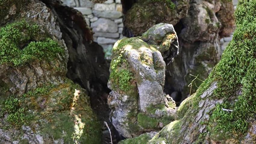 Erzurum'da 300 yıllık dut ağacını görenler gözlerine inanamıyor! 'Sanki biri ağacın içine oturmuş ve başını eğmiş gibi duruyor'