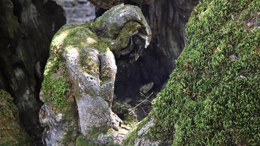 Erzurum'da 300 yıllık dut ağacını görenler gözlerine inanamıyor! 'Sanki biri ağacın içine oturmuş ve başını eğmiş gibi duruyor'
