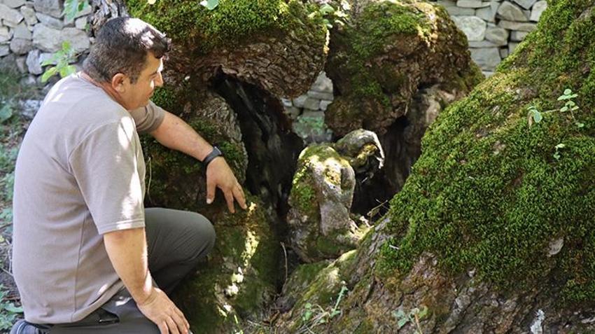 Erzurum'da 300 yıllık dut ağacını görenler gözlerine inanamıyor! 'Sanki biri ağacın içine oturmuş ve başını eğmiş gibi duruyor'