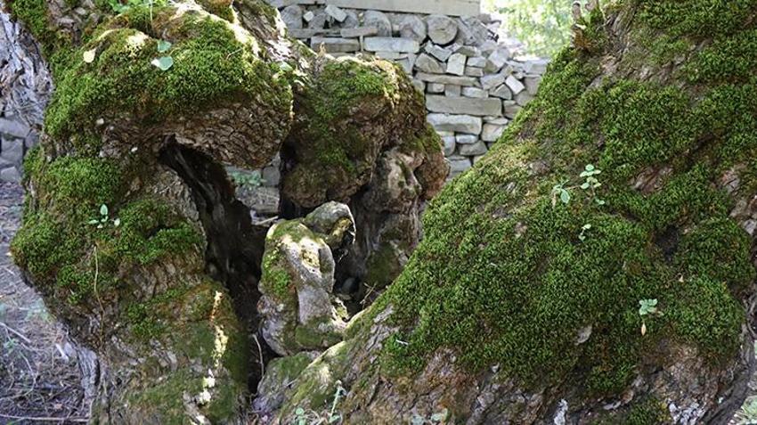 Erzurum'da 300 yıllık dut ağacını görenler gözlerine inanamıyor! 'Sanki biri ağacın içine oturmuş ve başını eğmiş gibi duruyor'