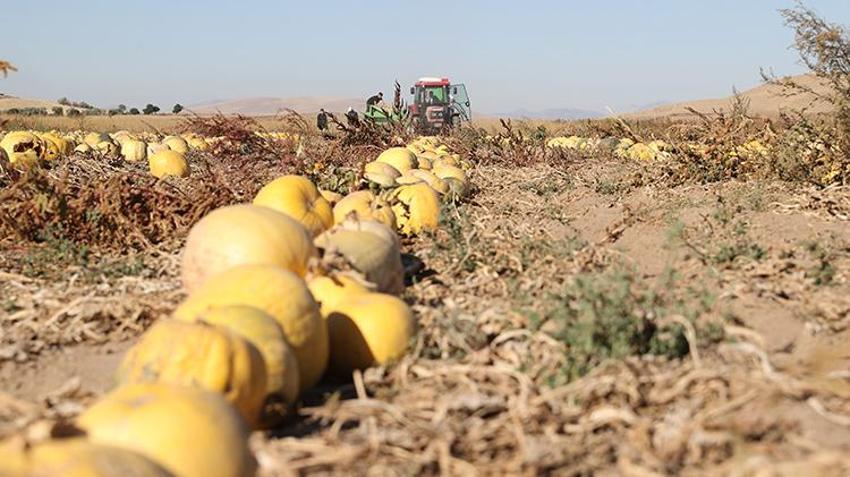 Nevşehir'de ekim alanı ikiye katlandı, patatesin tahtını salladı! Türkiye üretiminin yüzde 35'ini karşılıyor