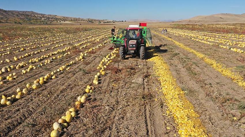 Nevşehir'de ekim alanı ikiye katlandı, patatesin tahtını salladı! Türkiye üretiminin yüzde 35'ini karşılıyor