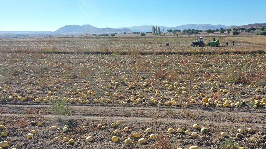 Nevşehir'de ekim alanı ikiye katlandı, patatesin tahtını salladı! Türkiye üretiminin yüzde 35'ini karşılıyor