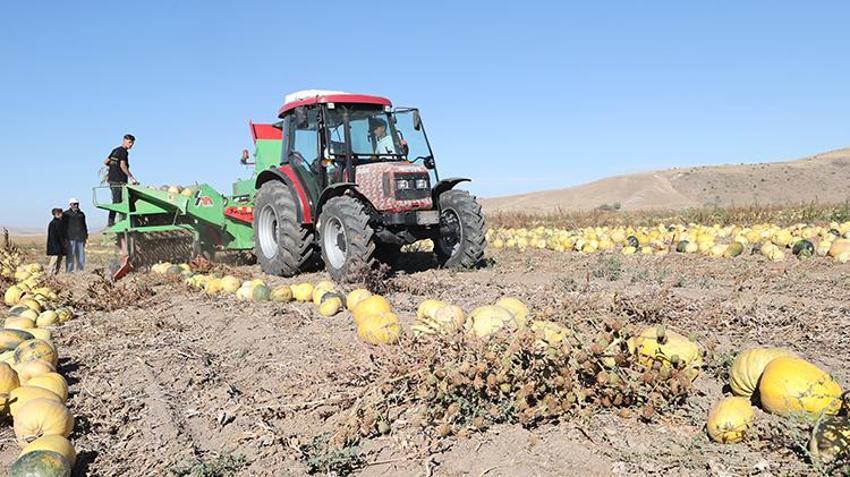 Nevşehir'de ekim alanı ikiye katlandı, patatesin tahtını salladı! Türkiye üretiminin yüzde 35'ini karşılıyor
