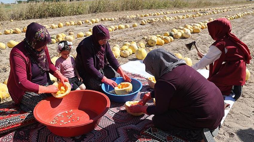 Nevşehir'de ekim alanı ikiye katlandı, patatesin tahtını salladı! Türkiye üretiminin yüzde 35'ini karşılıyor