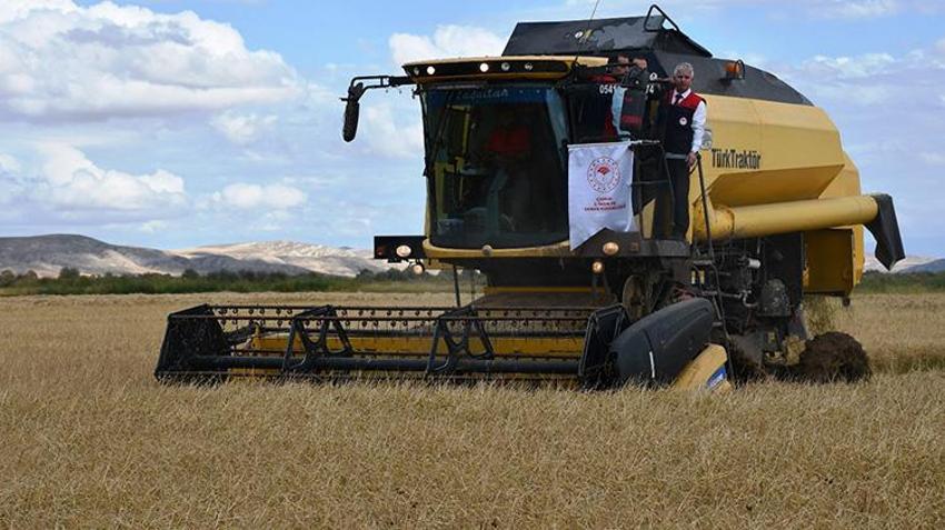 Çankırı'da hasat törenle başladı! Tarlalar biçiliyor, 25 bin ton ürün bekleniyor